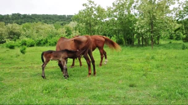 Cavallo succhiare il suo puledro — Video Stock