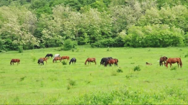 Коні пасуться на зеленому лузі — стокове відео