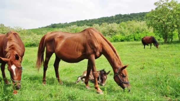 Chevaux broutant sur la prairie verte — Video