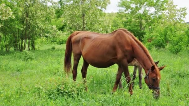 Foal lies next to its mother — Stock Video