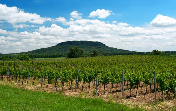 Vingård vid sjön balaton, Ungern — Stockfoto