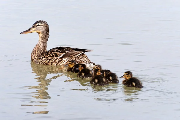 Pato selvagem e seus patinhos — Fotografia de Stock