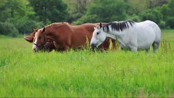 Caballos pastando — Vídeo de stock