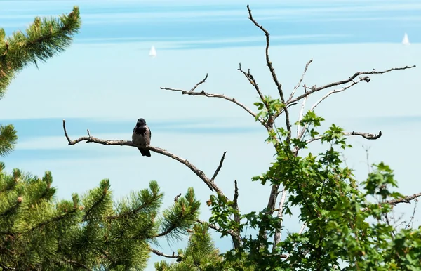 Ворона сидит на старом дереве на озере Балатон, Венгрия — стоковое фото