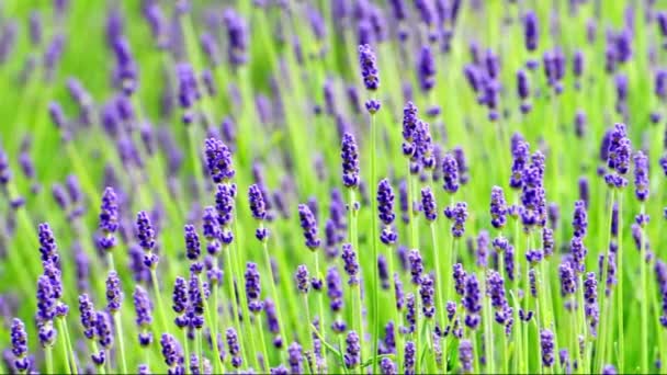 Lavendel close-up in de wind — Stockvideo