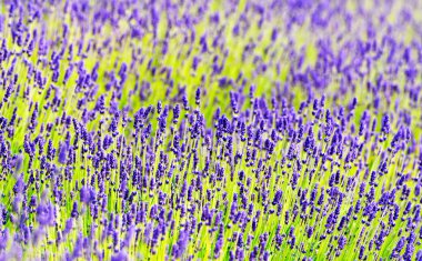 Lavanta yakın çekim