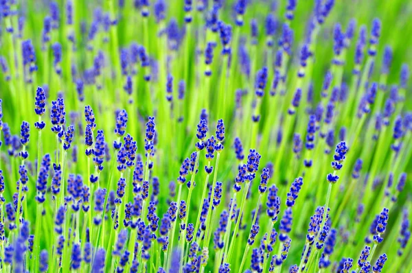 Lavendel på nära håll — Stockfoto
