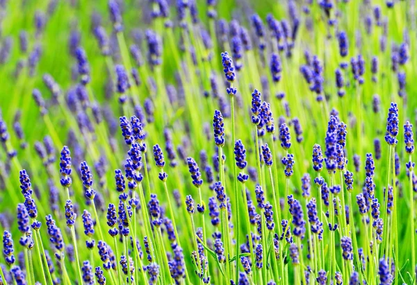 Lavendel på nära håll — Stockfoto