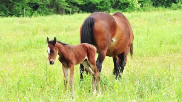 Pequeño potro está de pie junto a su madre — Vídeos de Stock