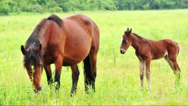 新出生的小马驹去它的母亲 — 图库视频影像