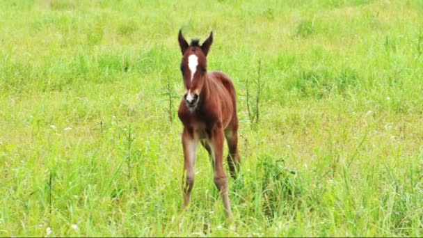 Foal gets bored of flies disturbing him — Stock Video