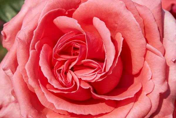 Pink rose close up — Stock Photo, Image