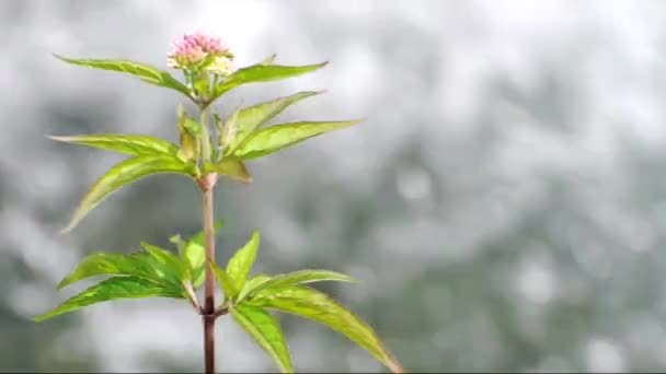 Flor frente a la cascada — Vídeos de Stock