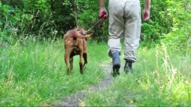 üst düzey adam ve köpeği orman