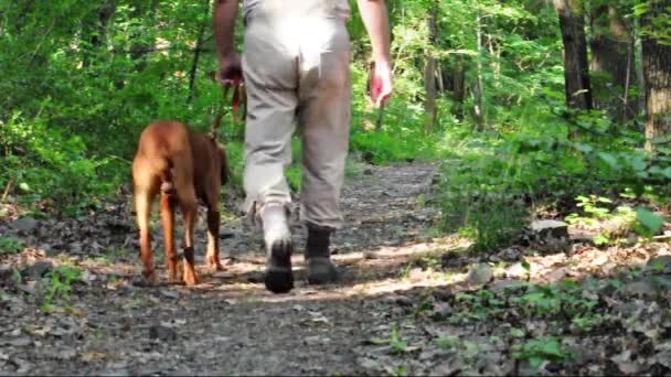 Senior man is walking with his dog in the forest — Stock Video