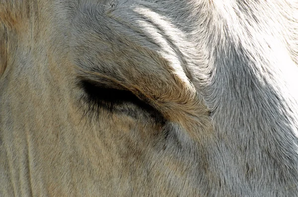 Hungarian gray's eye close up — Stock Photo, Image