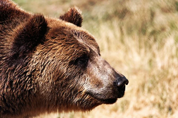 Grizzli en milieu naturel Images De Stock Libres De Droits