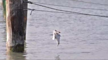 ölü seagull at lake balaton, Macaristan