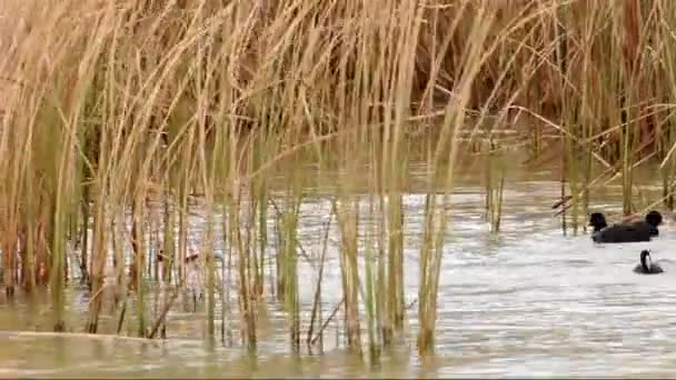 Gallinas comunes (Gallinula chloropus) en el lago Balaton, Hungría — Vídeos de Stock