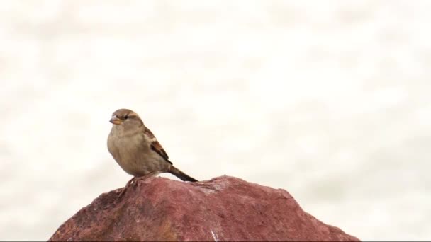 Gorrión en la piedra — Vídeo de stock