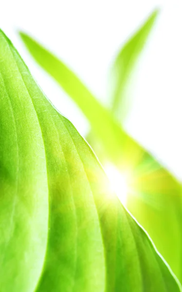 Plant verlaat met zon (macro foto) — Stockfoto