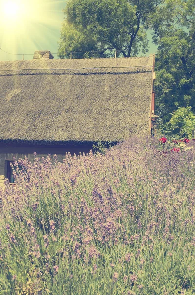 Lavender near the farmhouse in Tihany,Hungary (Vintage) — Stock Photo, Image