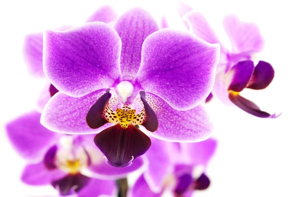 Pink orchid filial (makro Foto) — Stockfoto