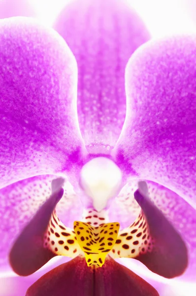Branche d'orchidée rose (macro photo ) — Photo
