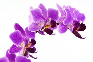 pembe orkide Şubesi (makro fotoğraf)