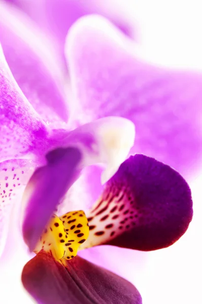 Orchidée rose (macro photo ) — Photo