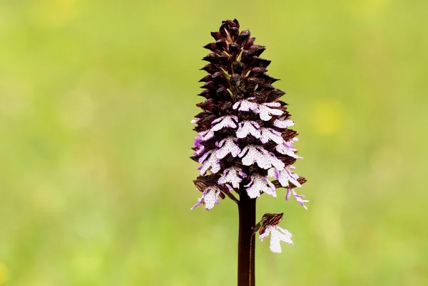 Orchidea militare (Orchis militaris) — Foto Stock