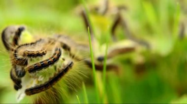 Makro gypsy moth caterpillar (lymantria dispar)