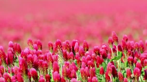 Karmozijnklaver (Trifolium incarnatum)) — Stockvideo
