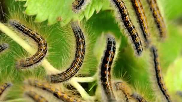 Macro Gypsy moth caterpillar (Lymantria) ) — стоковое видео