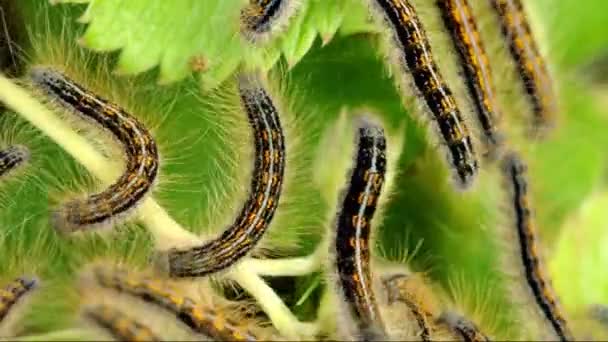 Macro bruco della falena zingara (Lymantria Dispar ) — Video Stock