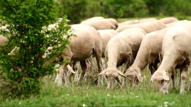 Gli agnelli stanno mangiando — Video Stock