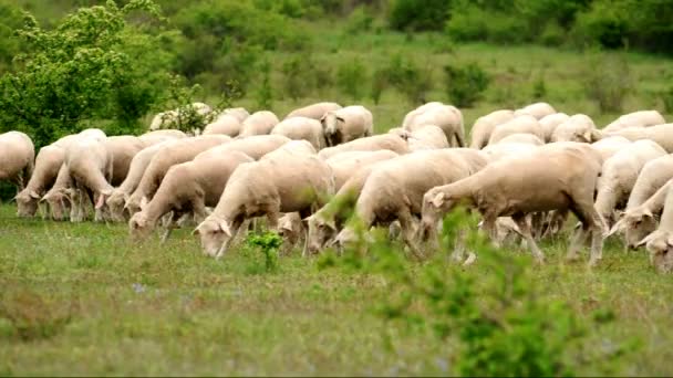 Lamm auf dem Feld — Stockvideo