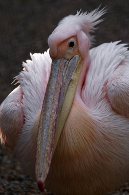 Büyük beyaz pelikan (Pelecanus onocrotalus)