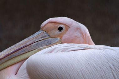 büyük beyaz Pelikan (pelecanus onocrotalus portresi)