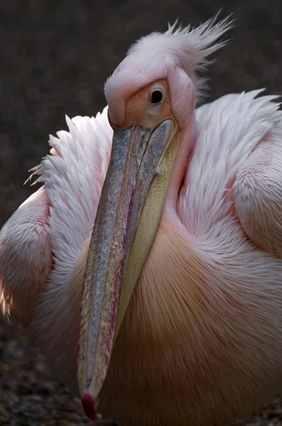 Büyük beyaz pelikan (Pelecanus onocrotalus)