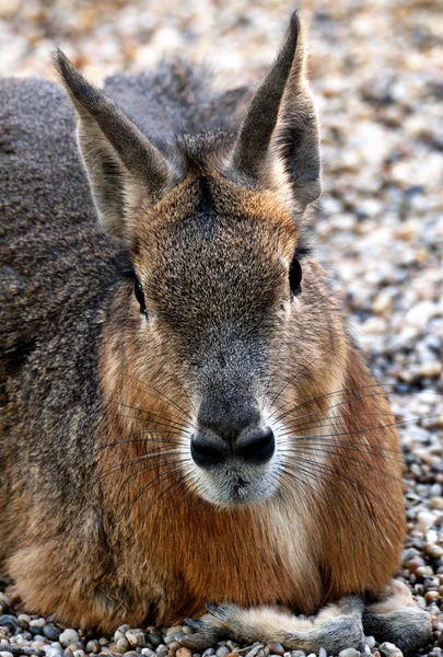 Mara patagónica (Dolichotis patagonum ) — Foto de Stock