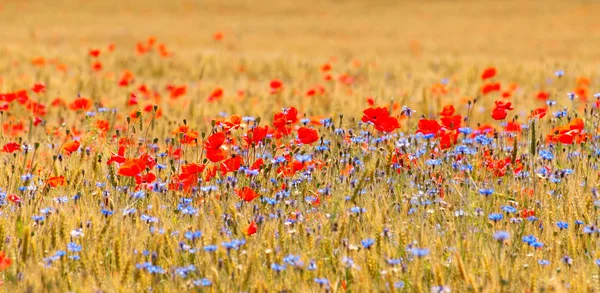 Wheat field with poppy field — Stock Photo, Image