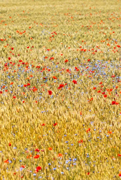 Wheat field with poppy field — Stock Photo, Image