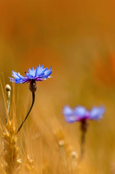 Blue cornflower in wheat field — Stock Photo, Image