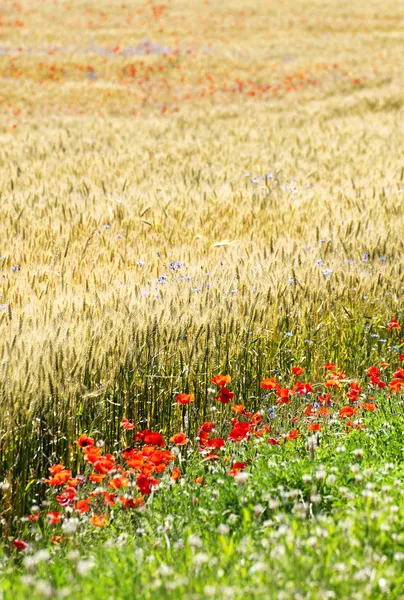 Wheat field with poppy — Stock Photo, Image