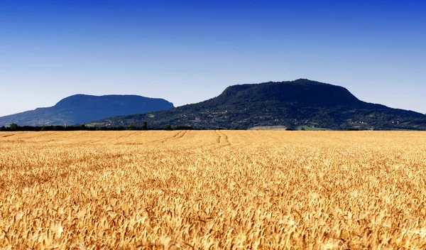 Wheat field at extinct volcanoes, Hungary — Stock Photo, Image