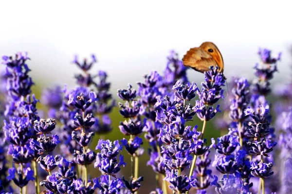 Lavendel wit fjäril i sommar — Stockfoto