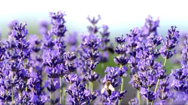 Miel de abejas en lavanda (Lavandula angustifolia ) — Vídeo de stock