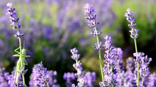 Heuschrecken-Makro — Stockvideo