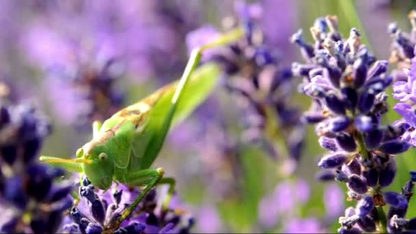 Macro saltamontes — Vídeo de stock